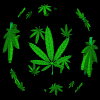 WEED